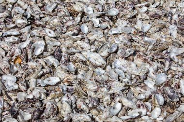 Cancale 'deki istiridye çiftlikleriyle ünlü deniz tabanına atılmış binlerce boş istiridye kabuğu. Britanya, Fransa 