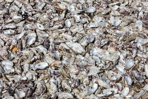 Thousands Empty Shells Eaten Oysters Discarded Sea Floor Cancale Famous — Stock Photo, Image