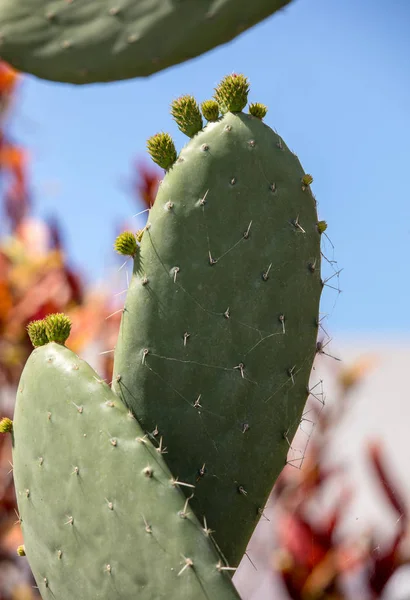 Opuntia Ficus Indica Est Une Espèce Cactus Qui Longtemps Été — Photo
