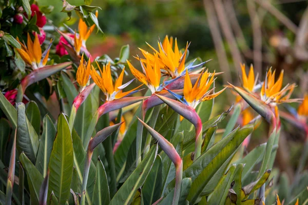 Strelitzia Fleurs Tropicales Oiseau Paradis Sur Île Madère Portugal — Photo