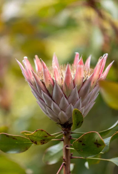 Król Protea Lub Protea Cynaroides Kwiat Narodowy Rpa — Zdjęcie stockowe
