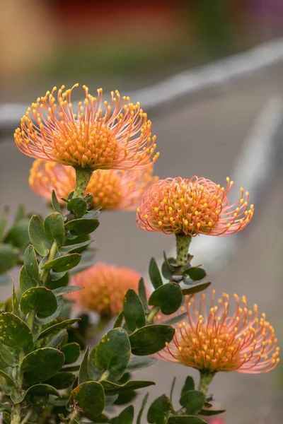 Orange Flower Pincushions Leucospermum Condifolium — Stock Photo, Image