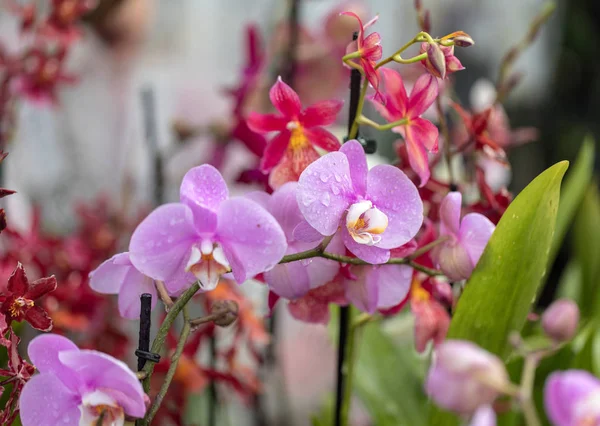 Primo Piano Bellezza Colorato Fiore Orchidea — Foto Stock