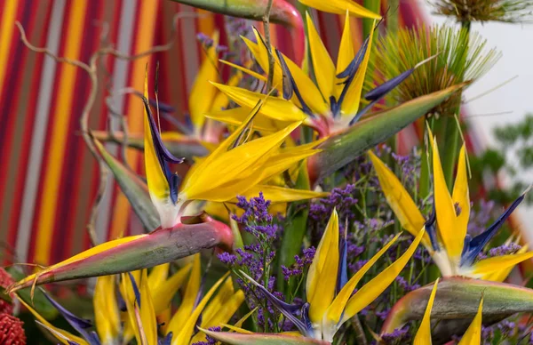 Tropische Bloemenstrelitzia Paradijsvogel Madeira Portugal — Stockfoto