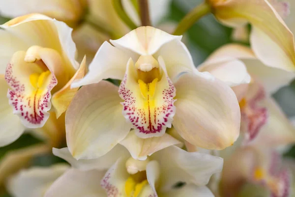 Närbild Skönhet Gul Orkidé Blomma — Stockfoto