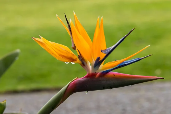 Strelitzia Fleurs Tropicales Oiseau Paradis Sur Île Madère Portugal — Photo