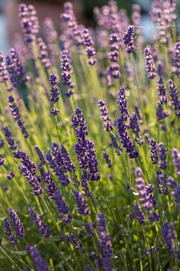  Fransa, Sault yakınlarındaki Provence 'de açan lavanta çiçekleri.