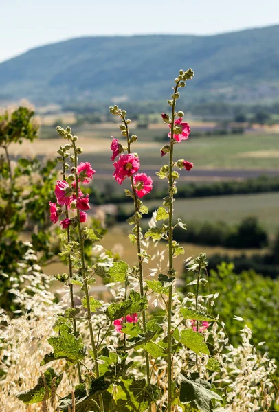 Virágzó Mályva Virág Háttérben Vidéki Táj Provence — Stock Fotó