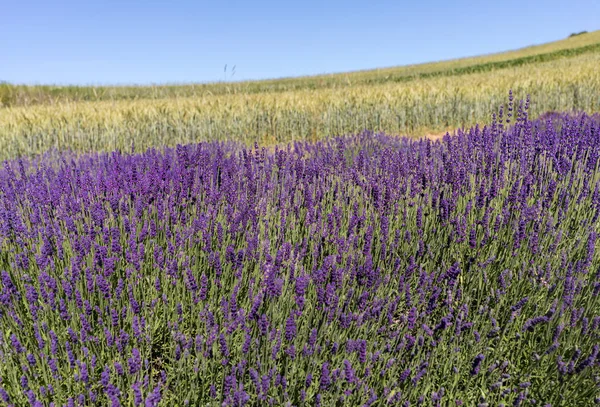 Las Flores Florecientes Lavanda Provenza Cerca Sault Francia —  Fotos de Stock