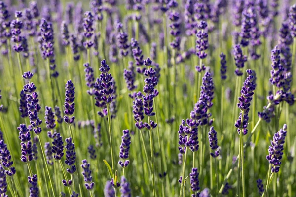 Bloeiende Lavendelbloemen Provence Nabij Sault Frankrijk — Stockfoto