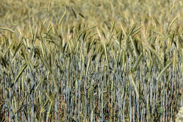 Unreifes Getreidefeld Der Provence Frankreich — Stockfoto