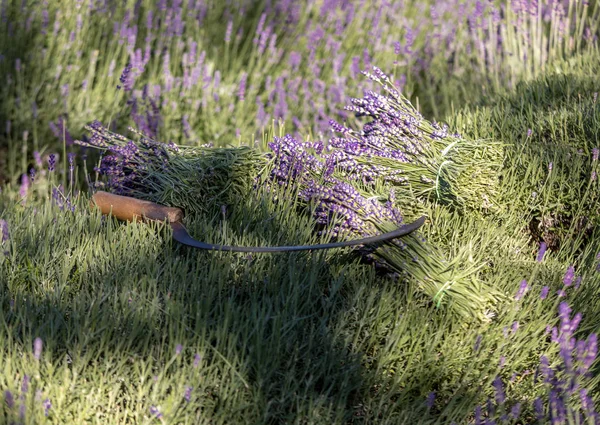 Buquê Flores Lavanda Perfumadas Cortadas Mão — Fotografia de Stock