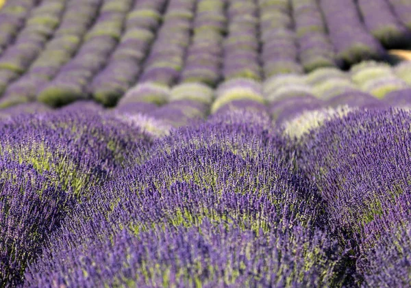 Kvetoucí Levandulové Květy Provence Poblíž Sault Francie — Stock fotografie