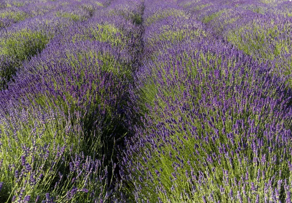 Blommande Lavendelblommor Provence Nära Sault Frankrike — Stockfoto