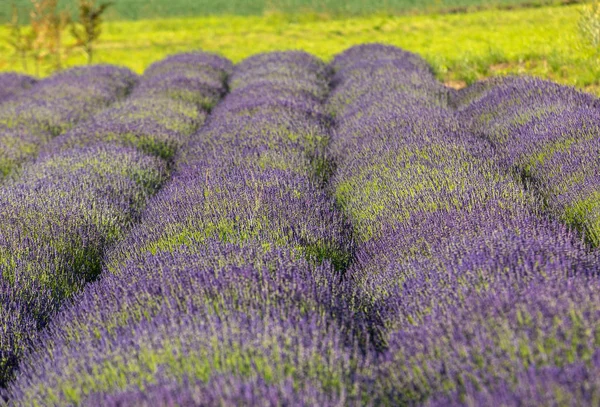 Fransa Sault Yakınlarındaki Provence Açan Lavanta Çiçekleri — Stok fotoğraf
