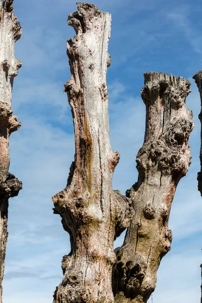 Grote Golfbreker 3000 Boomstammen Verdedigen Van Stad Van Getijden Strand — Stockfoto