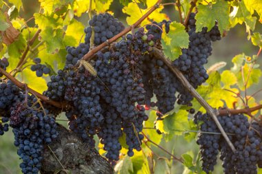 Saint Emilion, Gironde, Aquitaine yakınlarındaki Montagne üzüm bağında sıcak güneş ışığıyla aydınlanan olgun Merlot üzümleri. Fransa