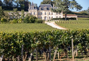 Saint Emilion, Fransa - 11 Eylül 2018: Chateau Fonplegade üzüm bağı - adı (tam anlamıyla bol çeşme) 13. yüzyıldan kalma tarihi üzüm bağından türetilmiştir. Aziz Emilion, Fransa
