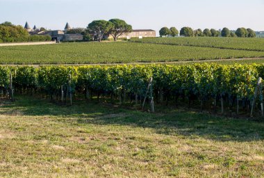 Saint Emilion bölgesindeki şarap hasadından önce şarap bahçesinde şarap sıraları üzerinde olgun kırmızı şarap üzümleri. Fransa