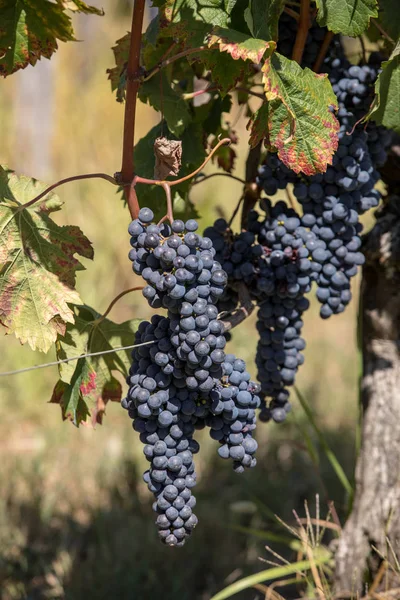 Uvas Vinho Tinto Prontas Para Colheita Produção Vinho Saint Emilion — Fotografia de Stock