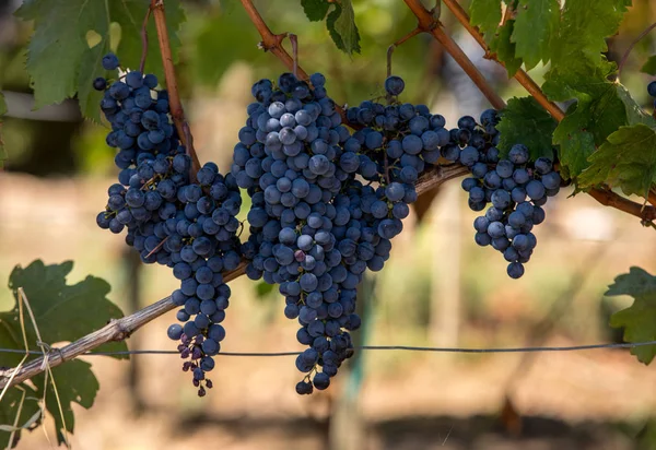 Gros Plan Des Raisins Merlot Rouge Dans Vignoble Emilion Gironde — Photo