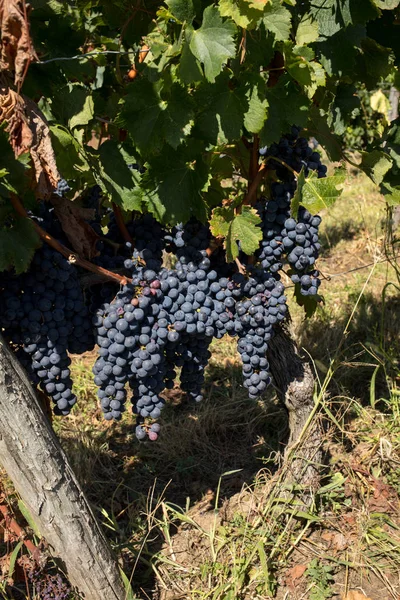 Gros Plan Des Raisins Merlot Rouge Dans Vignoble Emilion Gironde — Photo