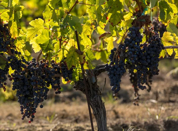 赤ワインブドウは収穫とワイン生産の準備ができています フランスのメディック — ストック写真