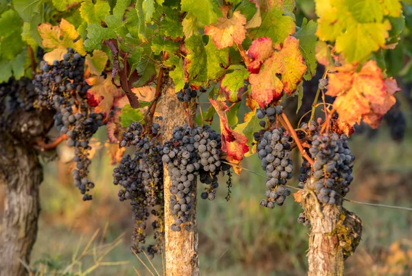 Morning light in the vineyards of Saint Georges de Montagne near Saint Emilion, Gironde, France