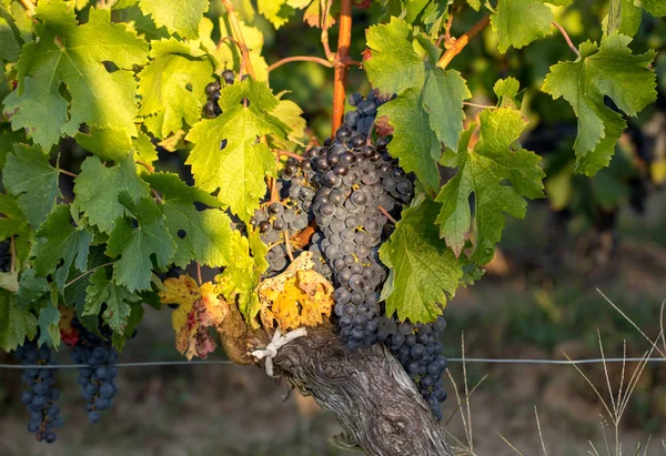 Uvas Vinho Tinto Prontas Para Colheita Produção Vinho Saint Emilion — Fotografia de Stock