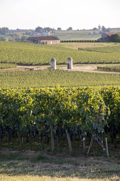 Saint Emilion bölgesindeki şarap hasadından önce bir vienyard 'da şarap sıralarında olgunlaşmış kırmızı üzümler. Fransa