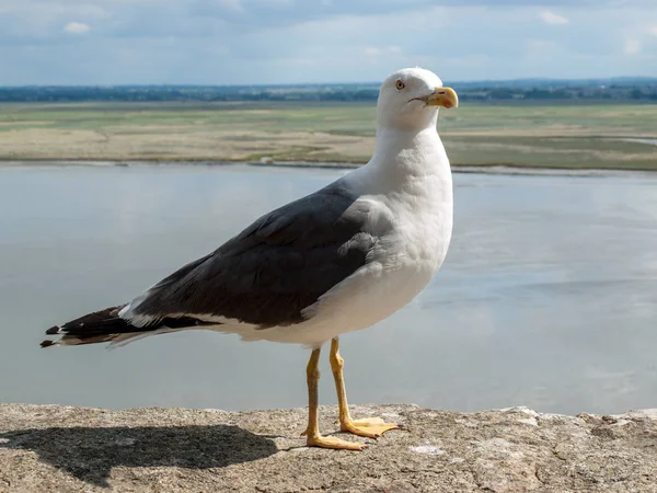 Möwe Mont Saint Michel Mittelalterliche Befestigte Abtei Und Dorf Auf — Stockfoto