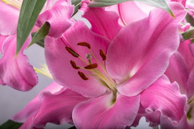 Pembe zambak çiçeklerine yakın çekim. Bu cinsteki türlerin yaygın isimleri arasında peri çiçeği zephyr zambak zambağı sihirli Atamasco zambağı ve yağmur zambağı bulunur..