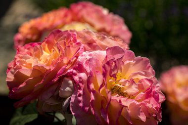 Bahçede şube renkli güller çiçekler