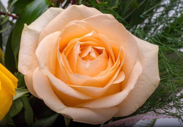 Detailní Záběr Oranžové Růže Květ — Stock fotografie