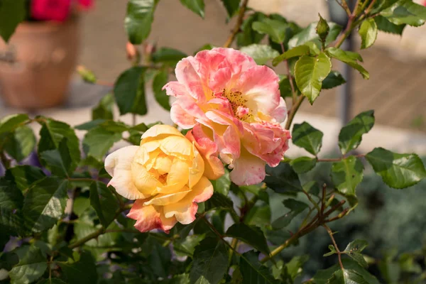 Rosa Amarilla Rama Jardín — Foto de Stock