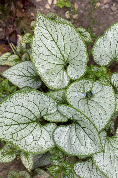 Heartleaf brunnera, Sibirya böceği parlatıcısı (Brunnera makrophylla 'Jack Frost') bahçede
