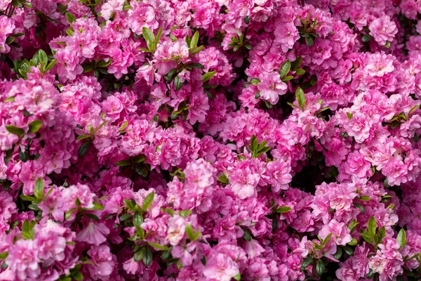 Azalea Japonesa Rosa Rama Jardín — Foto de Stock