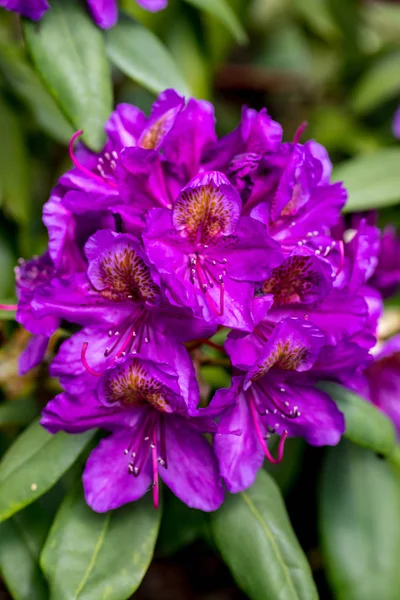 Blooming Purple Flowers Rhodenron Great Decoration Any Garden — Stock Photo, Image