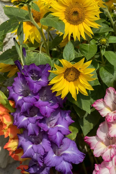 Blommande Solrosor Och Färgglada Gladioli Mot Bakgrund Kalksten Vägg — Stockfoto