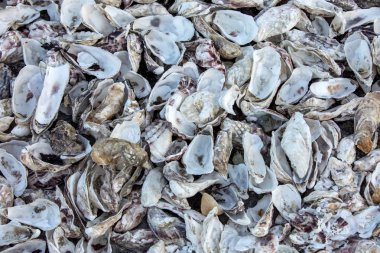 Cancale 'deki istiridye çiftlikleriyle ünlü deniz tabanına atılmış binlerce boş istiridye kabuğu. Britanya, Fransa 