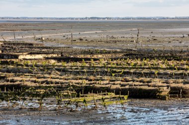 İstiridye tarlasında istiridye yatakları, Cancale, Brittany, Fransa