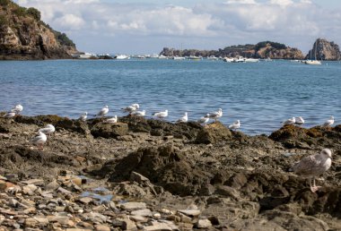 Cancale 'de istiridye ve balığın reddedilmesini bekleyen martılar. Britanya, Fransa