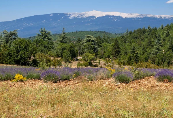 Levendula Mező Salt Mont Ventoux Közelében Háttérben Provence Franciaország — Stock Fotó