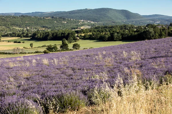 Levandulová Pole Poblíž Sault Provence Francie — Stock fotografie