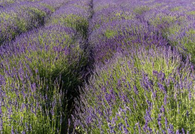  Fransa, Sault yakınlarındaki Provence 'de açan lavanta çiçekleri.