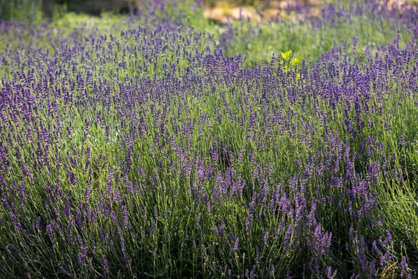 Las Flores Florecientes Lavanda Provenza Cerca Sault Francia —  Fotos de Stock