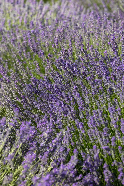 Las Flores Florecientes Lavanda Provenza Cerca Sault Francia —  Fotos de Stock