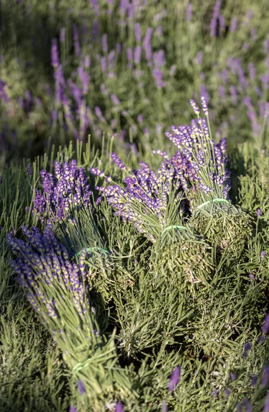 Ein Strauß Handgeschnittener Duftender Lavendelblüten — Stockfoto