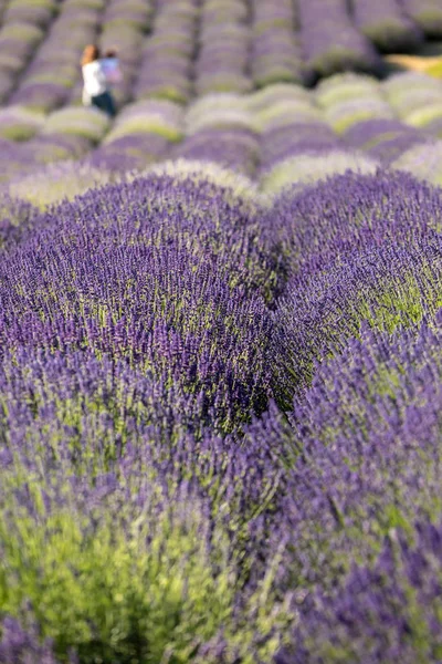 Kvetoucí Levandulové Květy Provence Poblíž Sault Francie — Stock fotografie