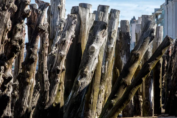 Velký Vlnolam 3000 Kmeny Bránit Město Přílivu Odlivu Plage Ventail — Stock fotografie